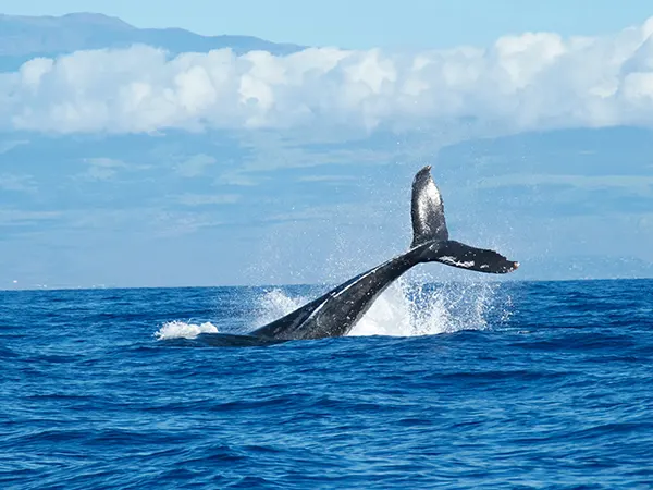 Boat trip with dolphins swimming alongside near Mossel Bay