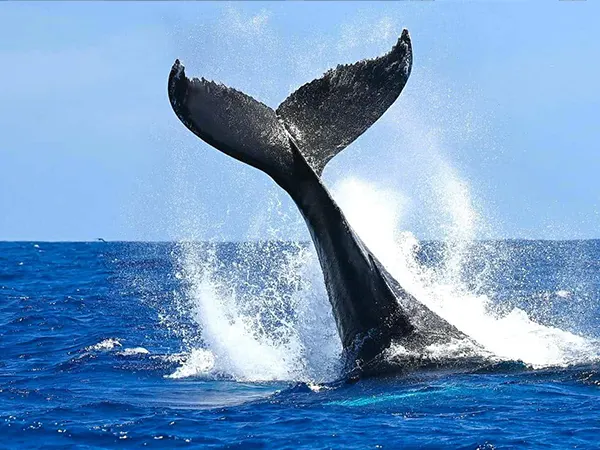 Whale tail breaking the ocean surface near Pinnacle Point